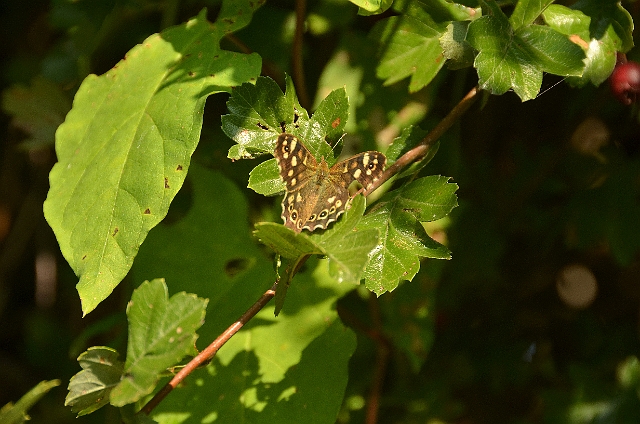 27 09 11_1928_edited-1.jpg - PECKLED WOOD BUTTERFLY IN A SPECKLED WOOD - HAYLING ISLAND - 27.9.11